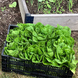 Lettuce Sonora Seed