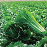 Lettuce Bluerock Seed