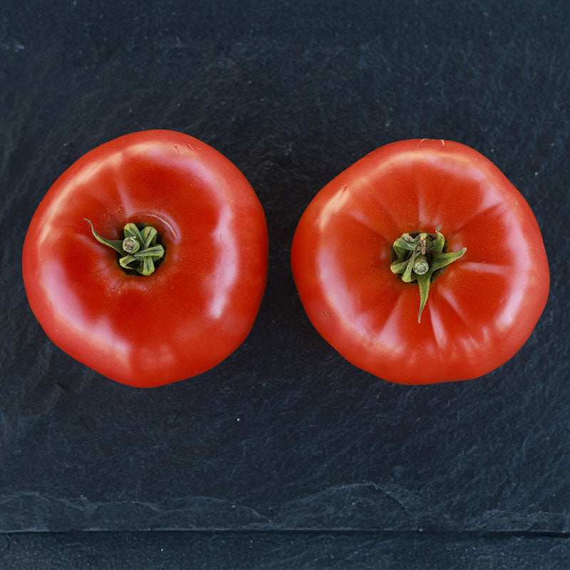 Tomato GTO F1 Seed