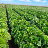 Lettuce Lassen Seed