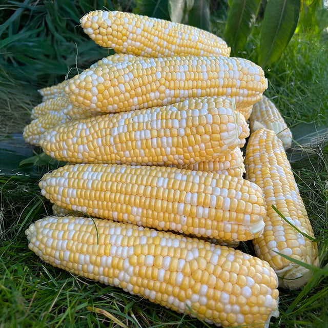 Sweet Corn Cosmic F1 Seed