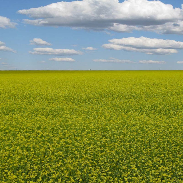 Mustard Biofumigant Caliente119 Seeds