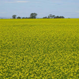 Mustard Biofumigant Caliente119 Seeds