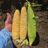 Sweet Corn M1 F1 Seed