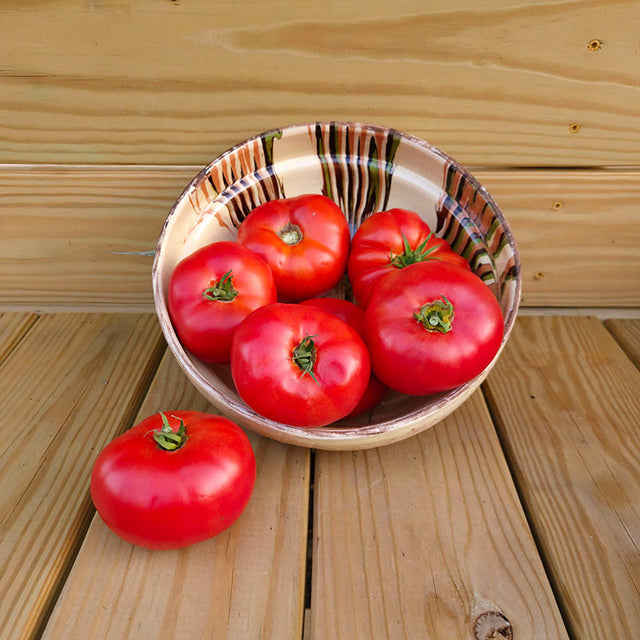 Tomato Contessa F1 Seed