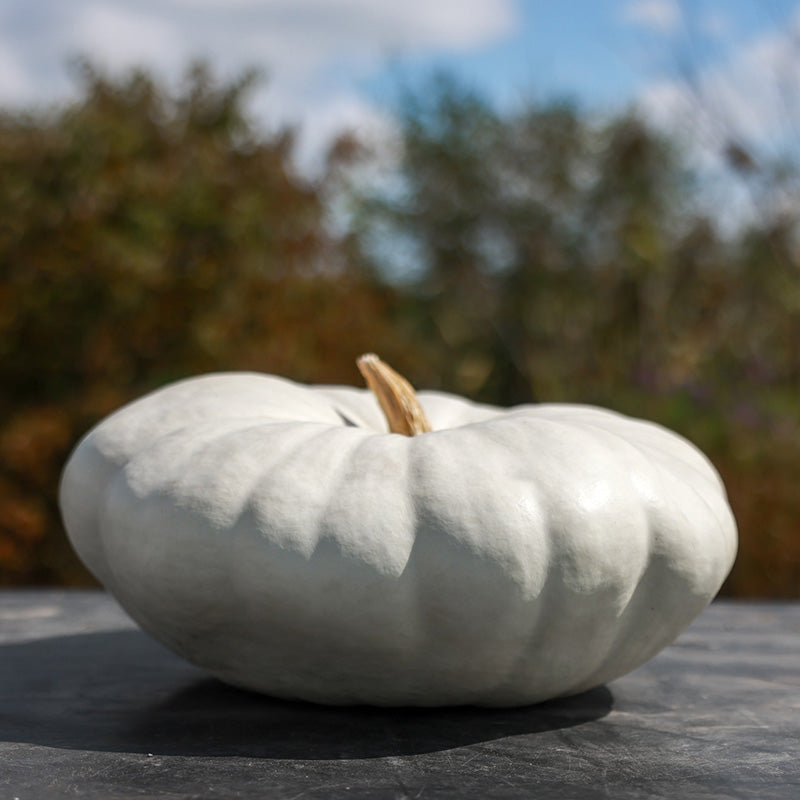 Pumpkin Star 7001 F1 Seed