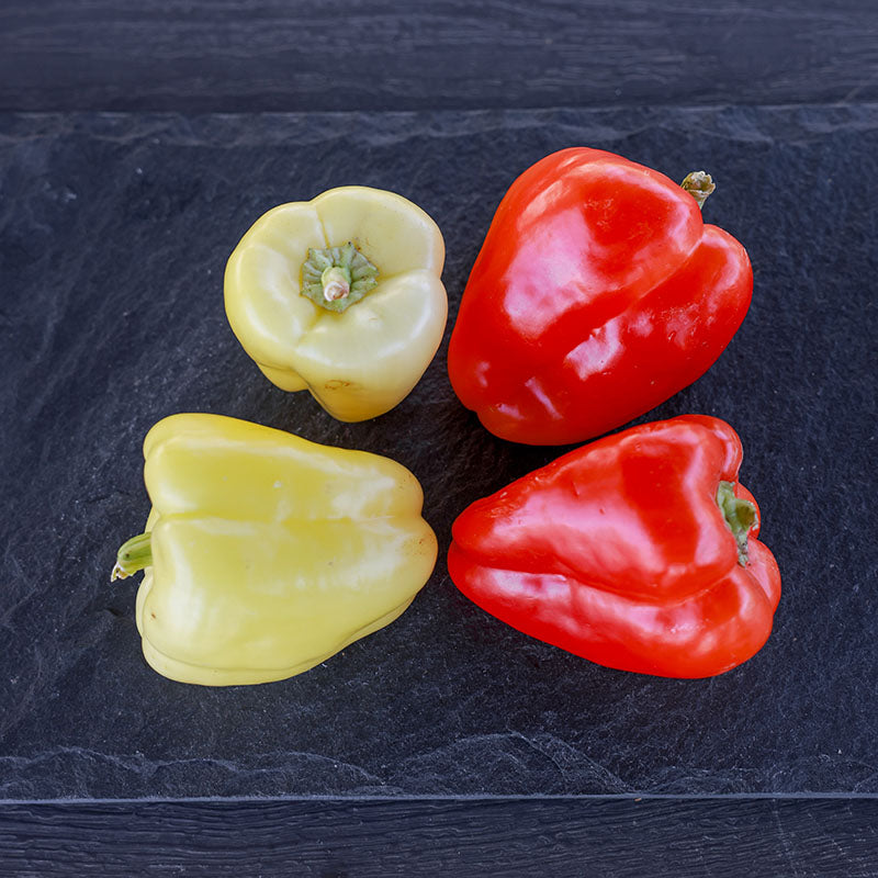 Pepper Silverado F1 Seed