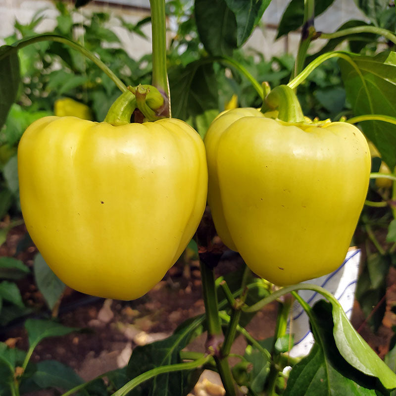 Pepper Silverado F1 Seed