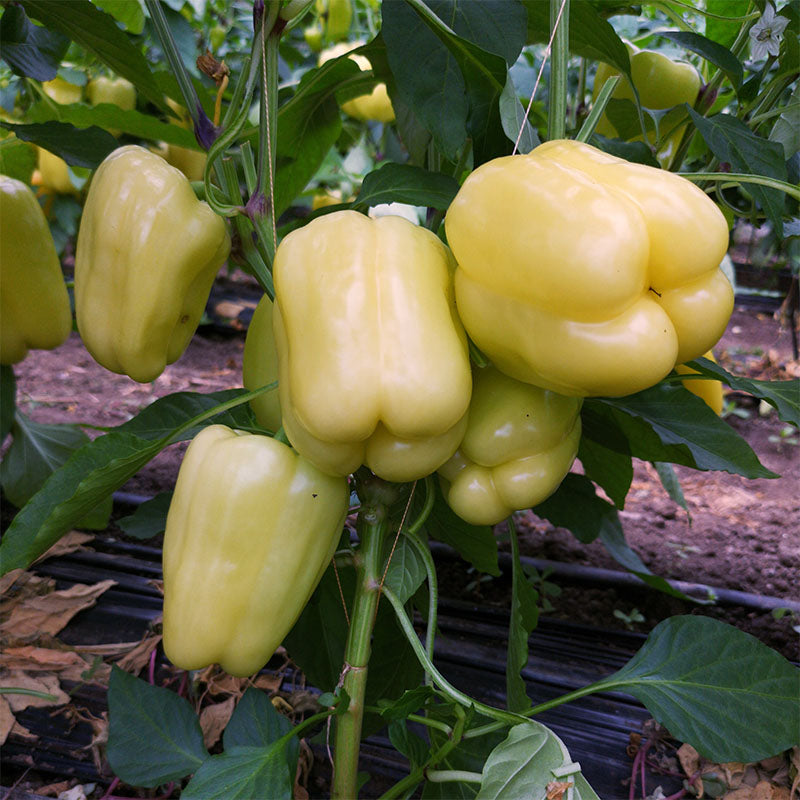 Pepper Silverado F1 Seed