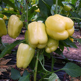 Pepper Silverado F1 Seed