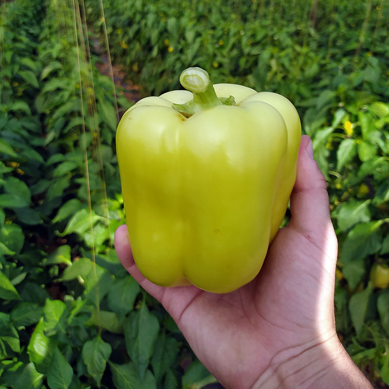 Pepper Silverado F1 Seed