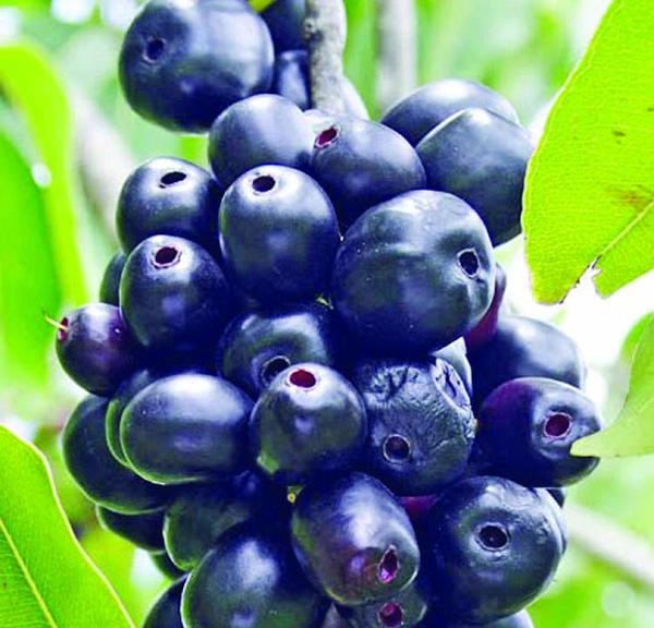Bangladeshi Kalojam Fruit