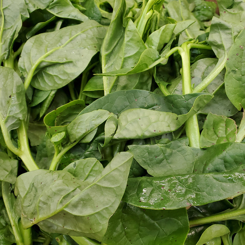 Poi Leaves