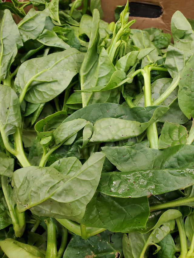 Poi Leaves