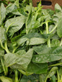 Poi Leaves