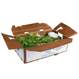 Bunched Cilantro - 30/Case