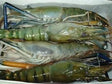 2x4 Frozen Shrimp