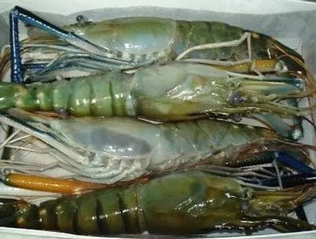 2x4 Frozen Shrimp