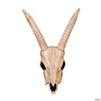 18" Gazelle Skeleton Skull Halloween Decoration