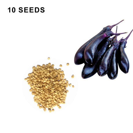 Millionaire Eggplant Seeds High Yield Japanese Eggplant Variety for Home Gardens
