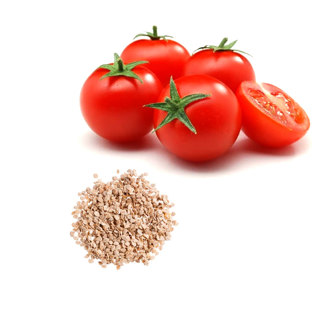 Dwarf Tiny Tim Tomato Seeds 30 Count Heirloom Organic Perfect for Containers and Patio Gardens Heavy Yields