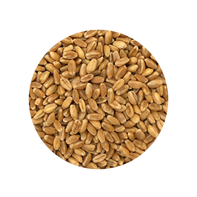 White Wheat Berry Kernels 1 Pound