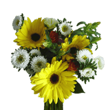 Delight Fresh Flower Bouquets Bulk Floral Pack for Events & Gifts