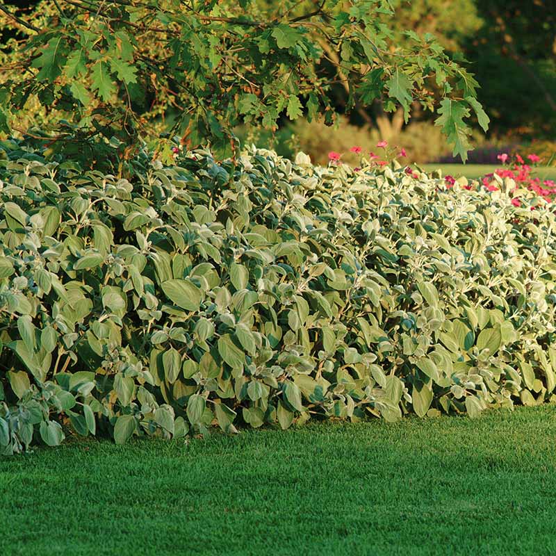 Plectranthus Silver Shield Seed