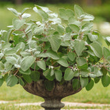 Plectranthus Silver Shield Seed