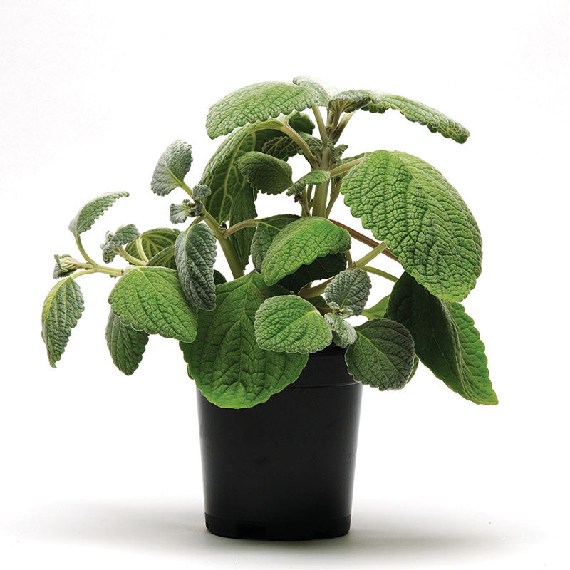 Plectranthus Silver Shield Seed