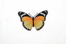Butterfly Applique Monarch Orange 3 x 2