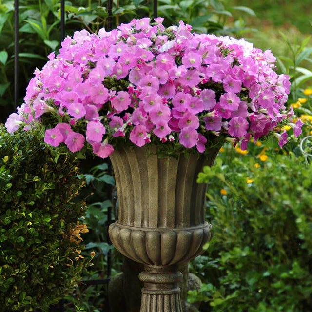 Petunia Shock Wave Pink Shades F1 Seed