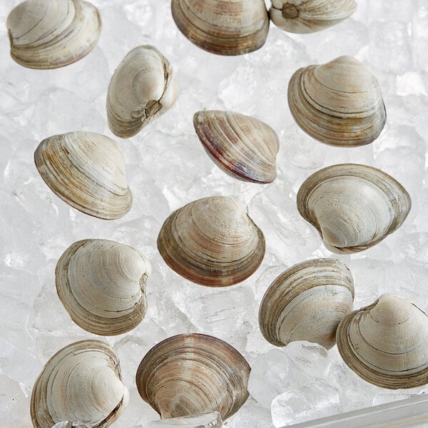 Rappahannock Oyster Co. Live Olde Salt Middleneck Clams - 200/Case