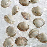 Rappahannock Oyster Co. Live Olde Salt Middleneck Clams - 200/Case