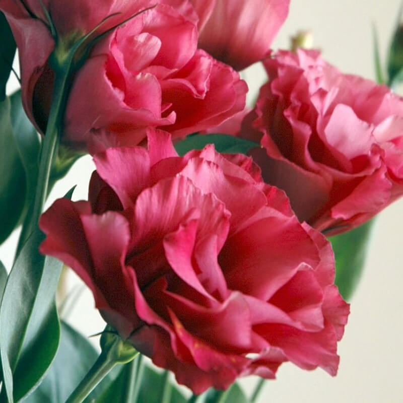 Lisianthus Mariachi Carmine Seed