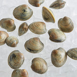 Rappahannock Oyster Co. Live Olde Salt Littleneck Clams - 100/Case