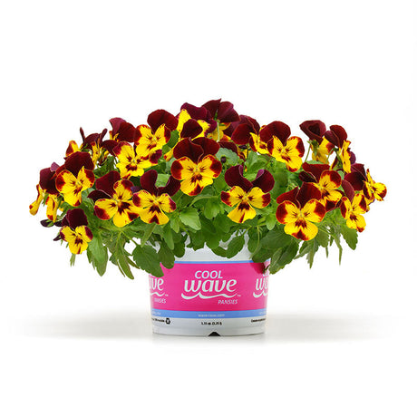 Pansy Cool Wave® Fire Seed