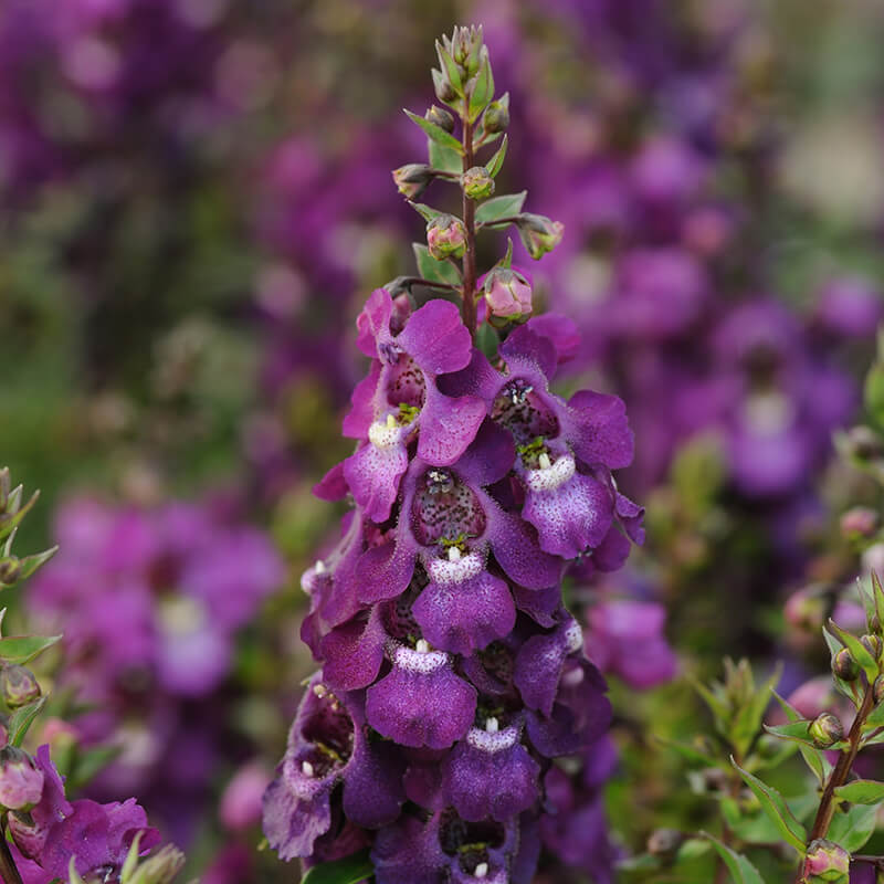 Angelonia Serenita Purple F1 Seed