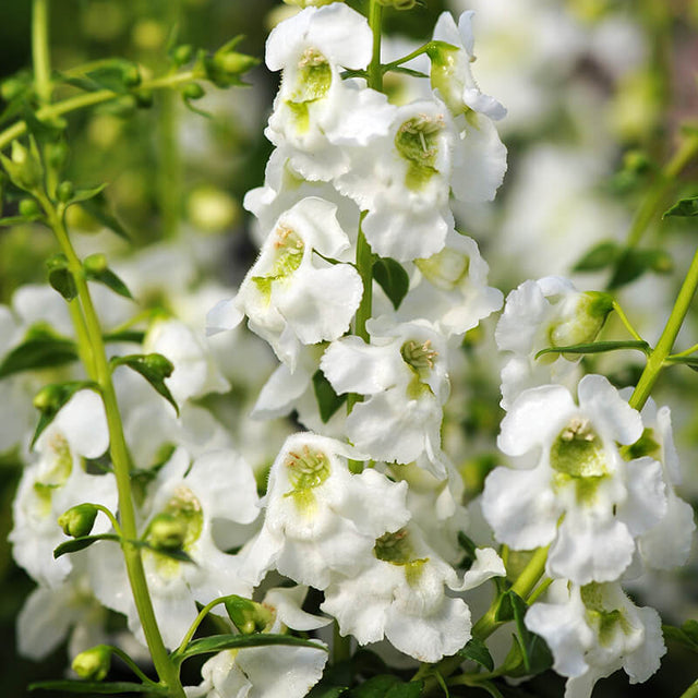 Angelonia Serenita White F1 Seed
