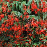 Begonia Sun Cities Santa Cruz Sunset F1 Seed