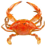 Chesapeake Crab Connection Large/Extra Large 6" - 7" Lightly Seasoned Steamed Blue Crab - 1/2 Bushel
