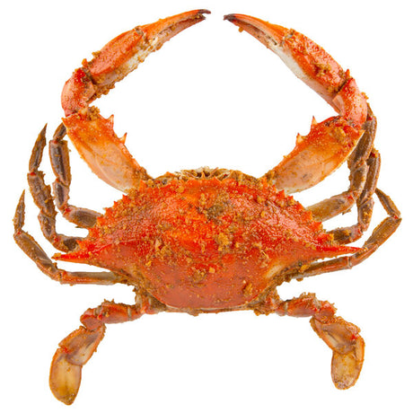 Chesapeake Crab Connection Large/Extra Large 6" - 7" Seasoned Steamed Blue Crab - 1/2 Bushel