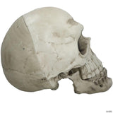 22" Giant Articulated Plastic Skull Halloween Decoration