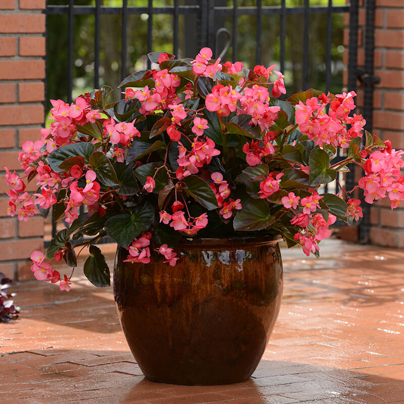 Begonia Megawatt Bronze Leaf Rose F1 Seed