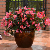Begonia Megawatt Bronze Leaf Rose F1 Seed