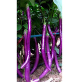 Eggplant Long Purple Seeds Rare NJ Grower USA Heirloom Organic