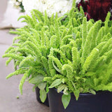 Amaranthus Green Thumb Seed