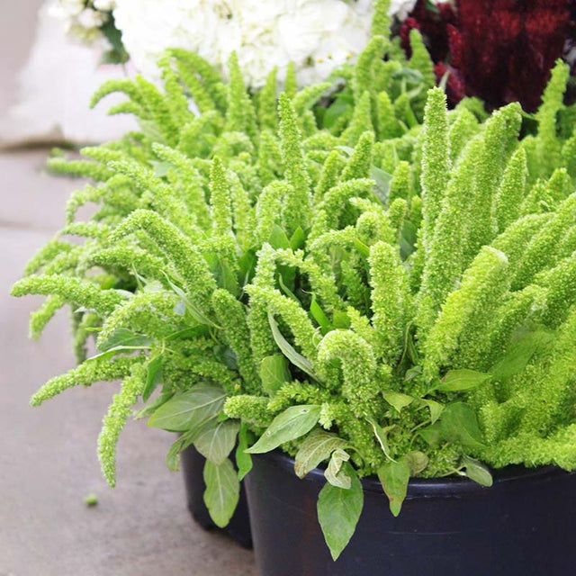 Amaranthus Green Thumb Seed