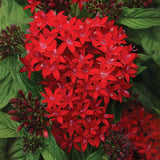 Pentas Lucky Star Mix F1 Seed