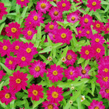 Zinnia Profusion AAS Mix Seed